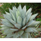 10PCS Agave Deserti Garden Plants - Rare Potted Plants Seeds