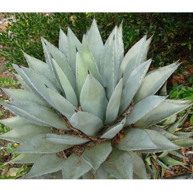10PCS Agave Deserti Garden Plants - Rare Potted Plants Seeds