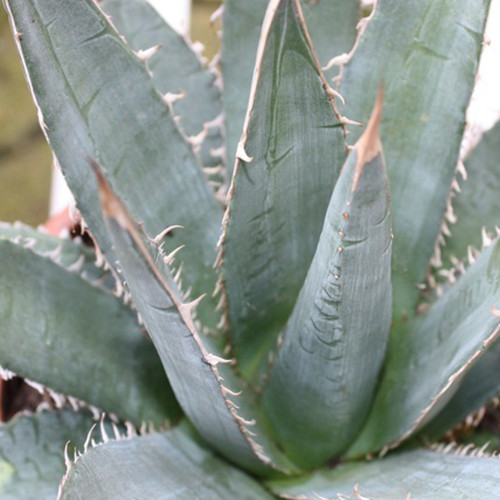 10PCS AGAVE Purpusorum Garden Plants - Rare Potted Plants Seeds