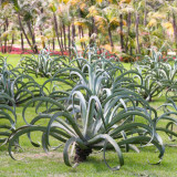 10pcs Agave vilmoriniana - Succulents Garden Plants Seeds - Century Plant