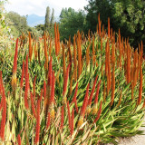 10pcs Aloe Vryheidensis Succulents Garden Plants - Seeds