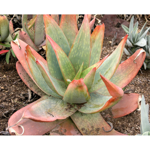 10PCS ALOE Buhrii Garden Plants - Rare Potted Plants Seeds