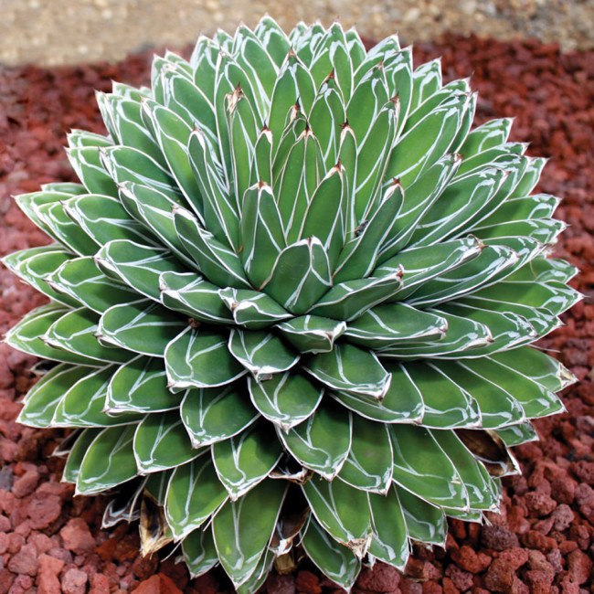 10pcs Agave Victoriae-Reginae, exotic rose succulent aloe hardy plant seed - Seeds