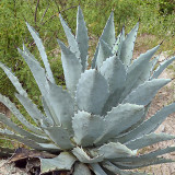 10PCS Agave Temacapulinensis Agave Garden Plants - Seeds