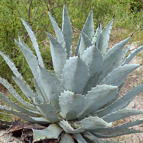 10PCS Agave Temacapulinensis Agave Garden Plants - Seeds