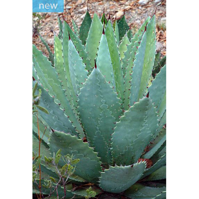 10PCS Agave Maximiliana Agave Garden Plants - Seeds