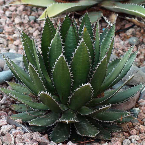 10pcs Aagave horrida v horrida - Succulent Garden Plants - Seeds