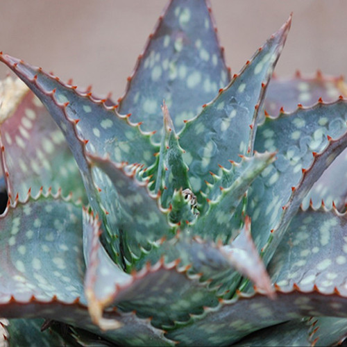 10pcs ALOE maculata - Succulent Garden Plants - Seeds