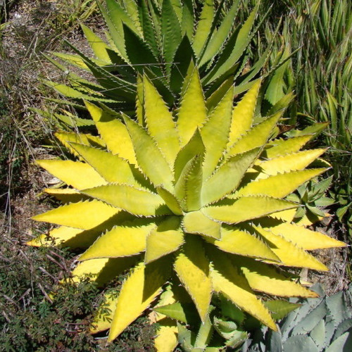 10pcs Agave xylonacantha - Succulent Garden Plants - Seeds