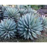 10pcs Agave Macroacantha Schwarzstachel Leaves Succulent plant Seeds