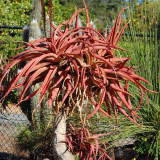 10pcs Aloe spicata - Succulent Garden Plants - Seeds