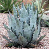 10PCS  Agave Marmorata Garden Plants - Rare Potted Plants Seeds