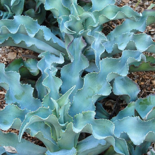 10pcs Agave Gypsophila Leaves Wavy Twisted Plants - Seeds