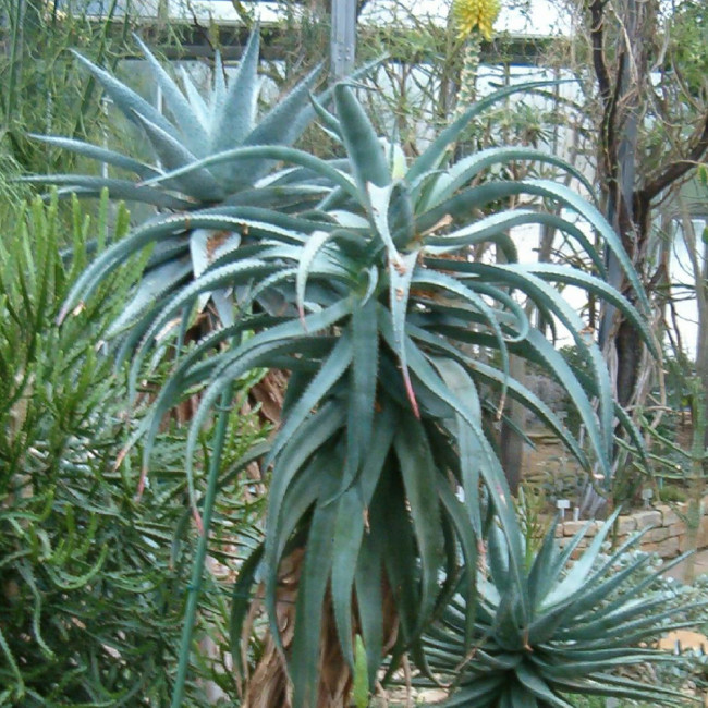 10PCS  Aloe Africana Garden Plants - Rare Potted Plants Seeds