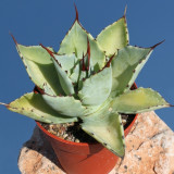 10PCS Agave Seemanniana Agave Garden Plants - Seeds