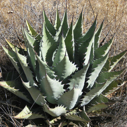 10PCS  Agave Durangensis Agave Garden Plants - Seeds