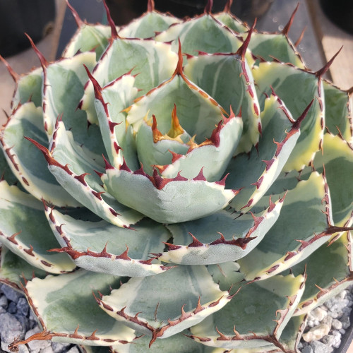 10pcs Agave potatorum - Succulent Garden Plants - Seeds
