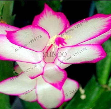 100pcs/bag schlumbergera Flores Christmas Cactus Plant plantas,Multiple Color,See ed Plant for Home and Garden,Easy to Plant