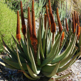 10PCS  ALOE Castanea Garden Plants - Rare Potted Plants Seeds
