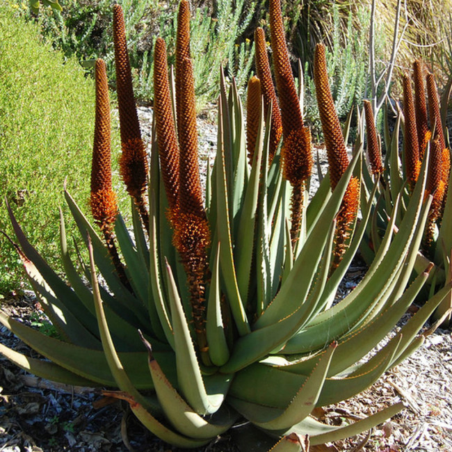 10PCS  ALOE Castanea Garden Plants - Rare Potted Plants Seeds