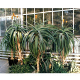 10pcs Aloe thraskii - Succulents Garden Plants Seeds - Century Plant