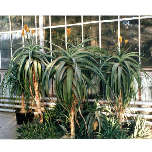 10pcs Aloe thraskii - Succulents Garden Plants Seeds - Century Plant