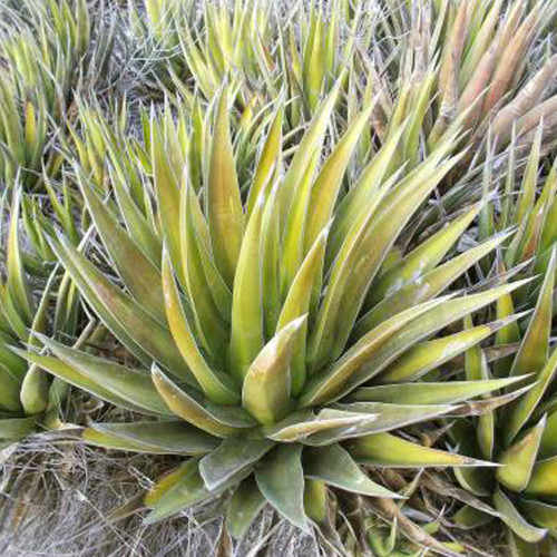 10pcs Agave triangularis 'Subintegra' Seeds Succulents Garden Plants - Seeds
