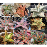 10pcs Aloe Mixed Seeds Succulents Garden Plants - Seeds