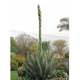 10pcs Agave salmiana Garden Plants - Seeds
