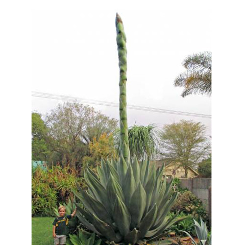 10pcs Agave salmiana Garden Plants - Seeds