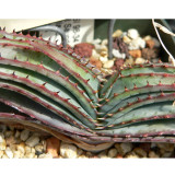 10pcs Aloe Love Heart Shape Suprafoliata Seeds - Rare - Exotic - Fresh Seeds