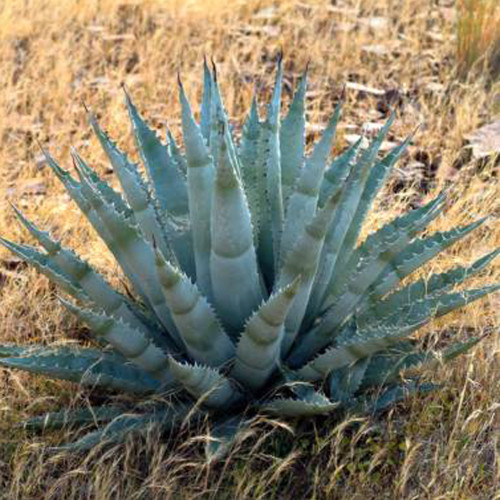 10pcs Agave chrysantha Succulents Garden Plants - Seeds