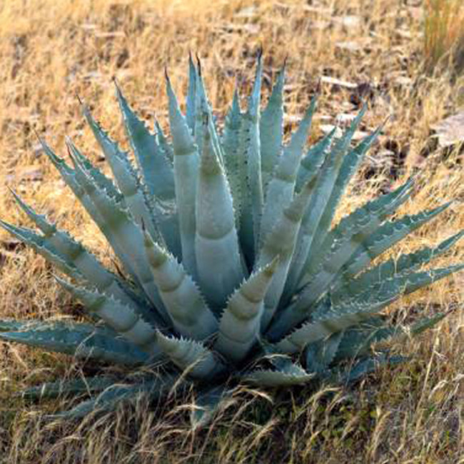 10pcs Agave chrysantha Succulents Garden Plants - Seeds