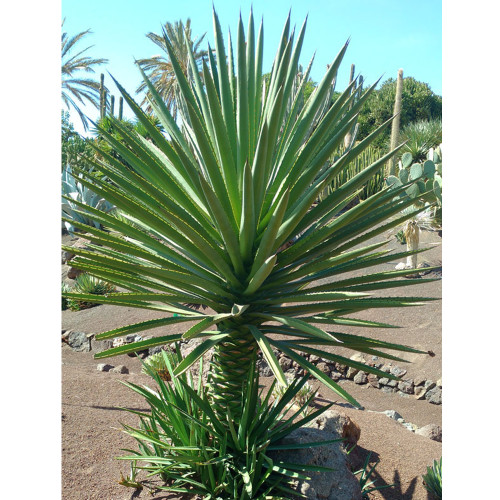 10pcs Agave karwinskii Succulents Garden Plants - Seeds
