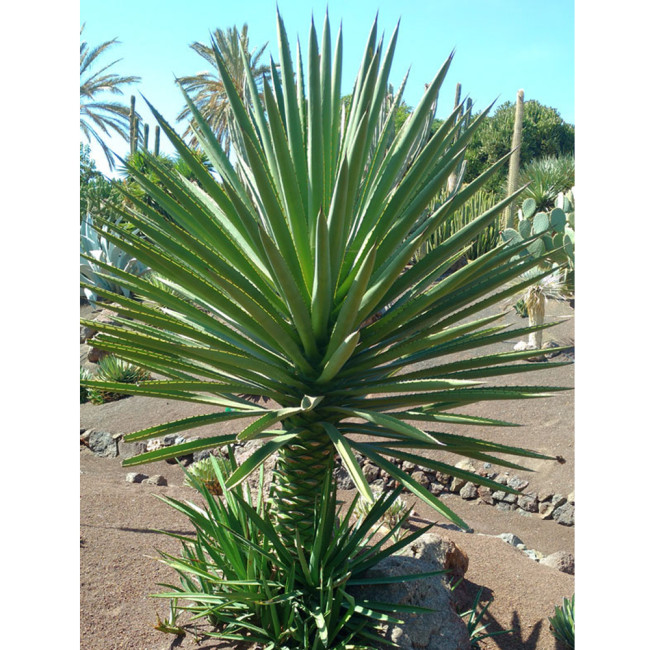 10pcs Agave karwinskii Succulents Garden Plants - Seeds
