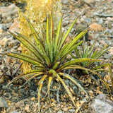 10pcs Agave felgeri Succulents Garden Plants - Seeds