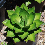 10pcs Agave chiapensis Succulents Garden Plants - Seeds