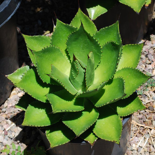 10pcs Agave chiapensis Succulents Garden Plants - Seeds