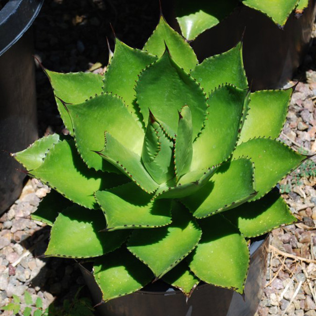 10pcs Agave chiapensis Succulents Garden Plants - Seeds