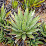 10pcs Agave cerulata subsp. cerulata Succulents Garden Plants - Seeds
