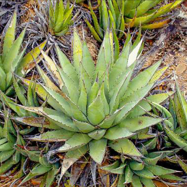 10pcs Agave cerulata subsp. cerulata Succulents Garden Plants - Seeds