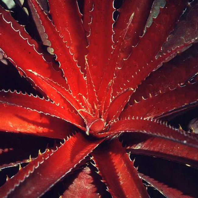 10pcs Agave Kerchovei Huajuapan Red Agave Garden Plants - Seeds