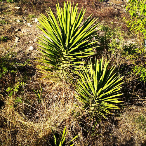 10pcs Agave karwinskii Succulents Garden Plants - Seeds