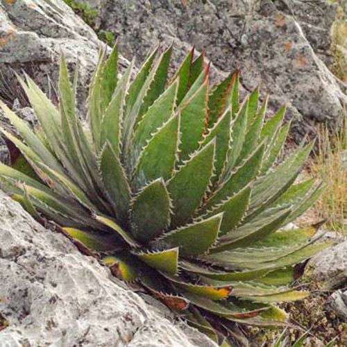 10pcs Agave Garciae Mendozae Agave Garden Plants - Seeds