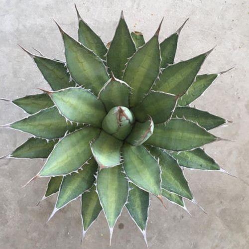10pcs Agave ghiesbreghtii 'Purpusorum' Succulents Garden Plants - Seeds