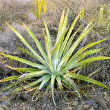 10pcs Agave aurea – Golden Agave Succulents Garden Plants - Seeds