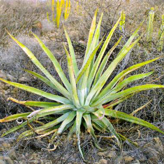 10pcs Agave aurea – Golden Agave Succulents Garden Plants - Seeds