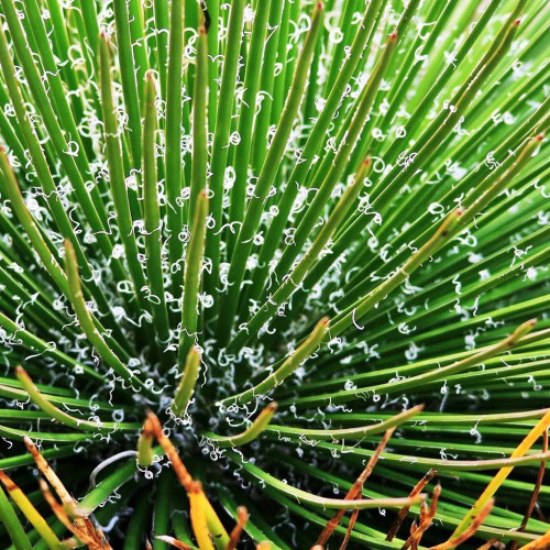 10pcs Agave geminiflora Succulents Garden Plants - Seeds