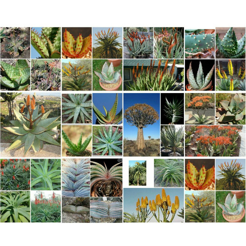 100pcs Aloe Mix Succulents Garden Plants - Seeds