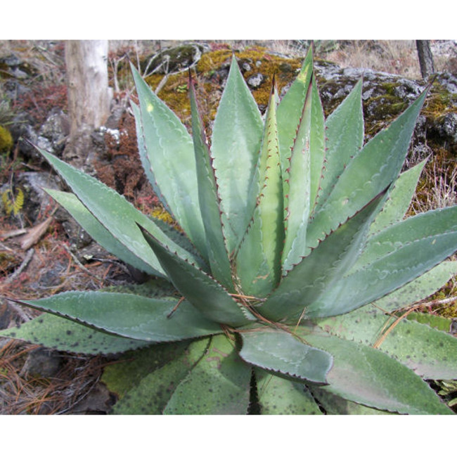 10pcs Agave obscura 'Xalapa' Succulents Garden Plants - Seeds